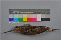 藏品(針尾鷸)的圖片